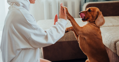 🐾 Tenencia responsable de mascotas en Chile: lo que todo dueño debe saber