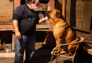 César Salinas, médico veterinario sanfelipeño: “Nuestras mascotas solo nos piden amor, caricias y alimentos”