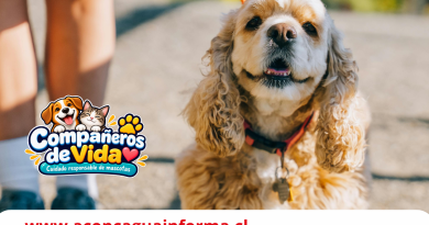 Pasear a tu mascota también tiene reglas: lo que exige la Ley Cholito y los cuidados que todo dueño debe conocer