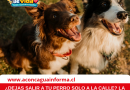 ¿DEJAS SALIR A TU PERRO SOLO A LA CALLE? LA LEY CHOLITO ADVIERTE SOBRE ESTA PRÁCTICA