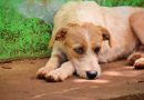 Ley Cholito: ¿Cómo y dónde denunciar el maltrato o abandono de mascotas?