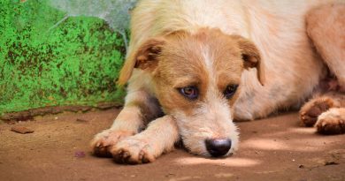 Ley Cholito: ¿Cómo y dónde denunciar el maltrato o abandono de mascotas?